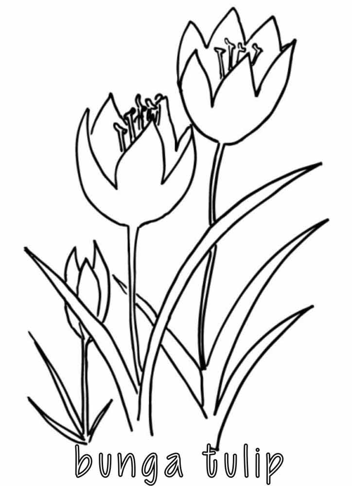 Detail Gambar Bunga Tulip Sketsa Nomer 51