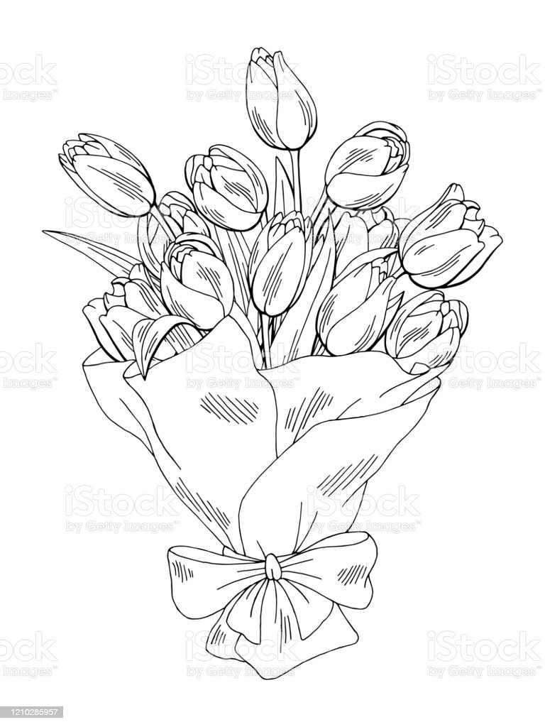 Detail Gambar Bunga Tulip Sketsa Nomer 53