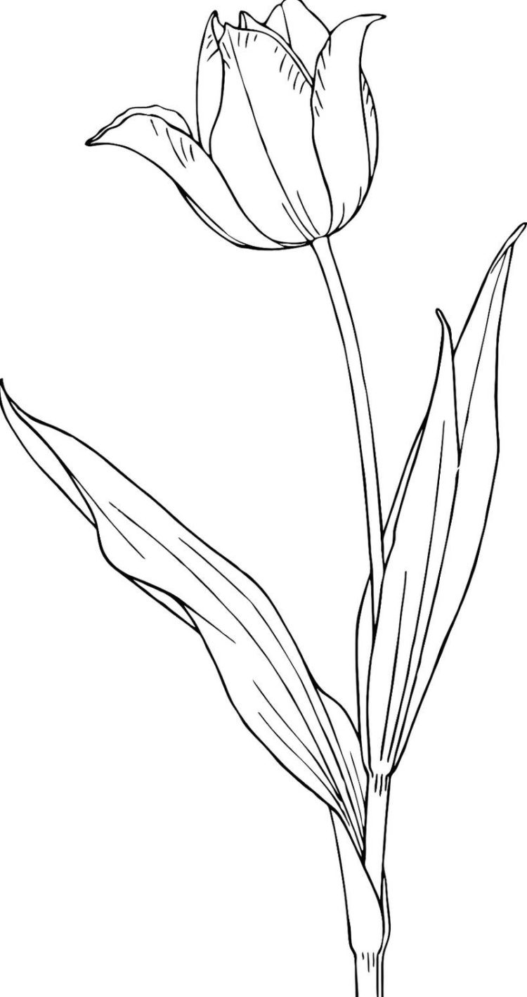 Detail Gambar Bunga Tulip Sketsa Nomer 9