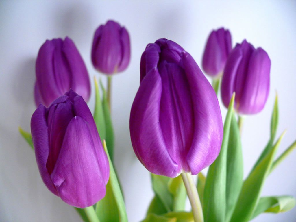 Gambar Bunga Tulip Terindah - KibrisPDR