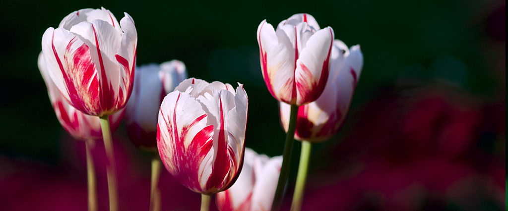 Detail Gambar Bunga Tulip Terindah Nomer 21