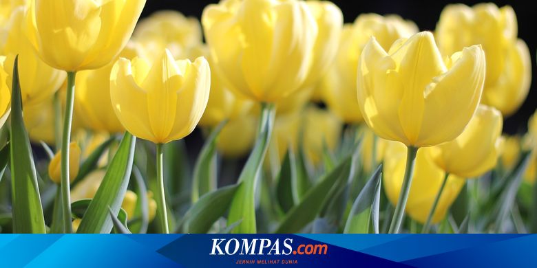 Detail Gambar Bunga Tulip Terindah Nomer 28