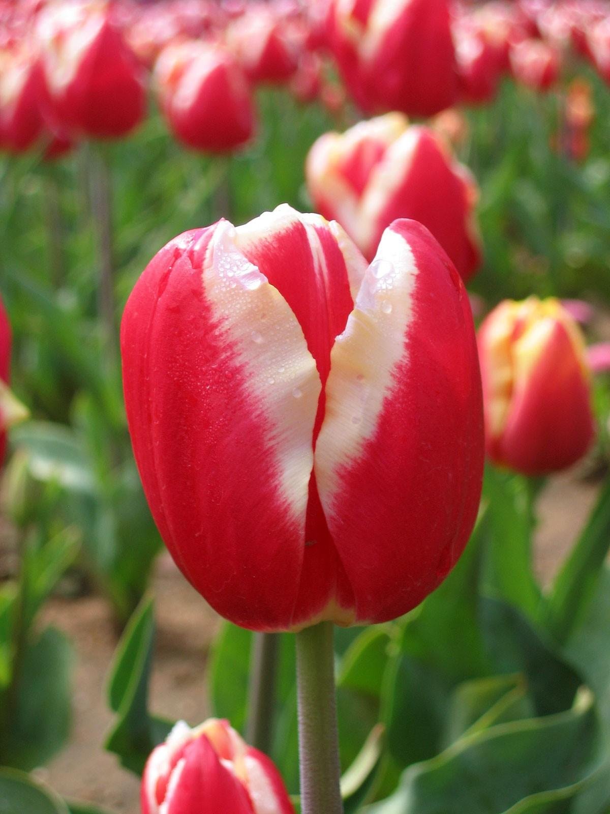 Detail Gambar Bunga Tulip Terindah Nomer 37