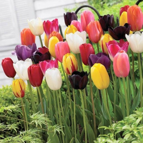 Detail Gambar Bunga Tulip Terindah Nomer 8