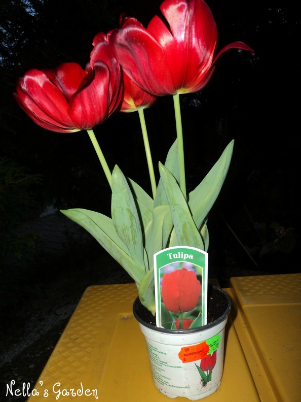 Detail Gambar Bunga Tulip Ukuran Besar Nomer 46