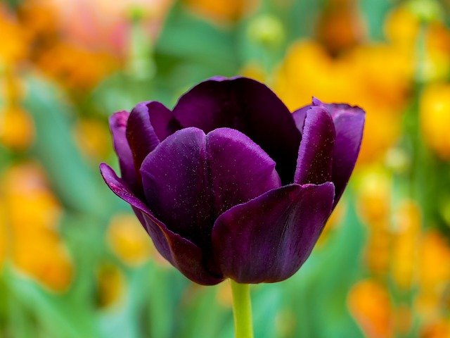 Detail Gambar Bunga Tulip Ungu Nomer 3