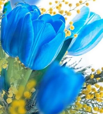 Detail Gambar Bunga Tulip Warna Biru Nomer 19