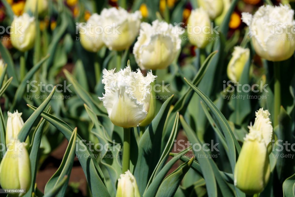 Detail Gambar Bunga Tulip Warna Biru Nomer 43
