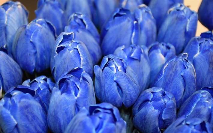 Detail Gambar Bunga Tulip Warna Biru Nomer 52