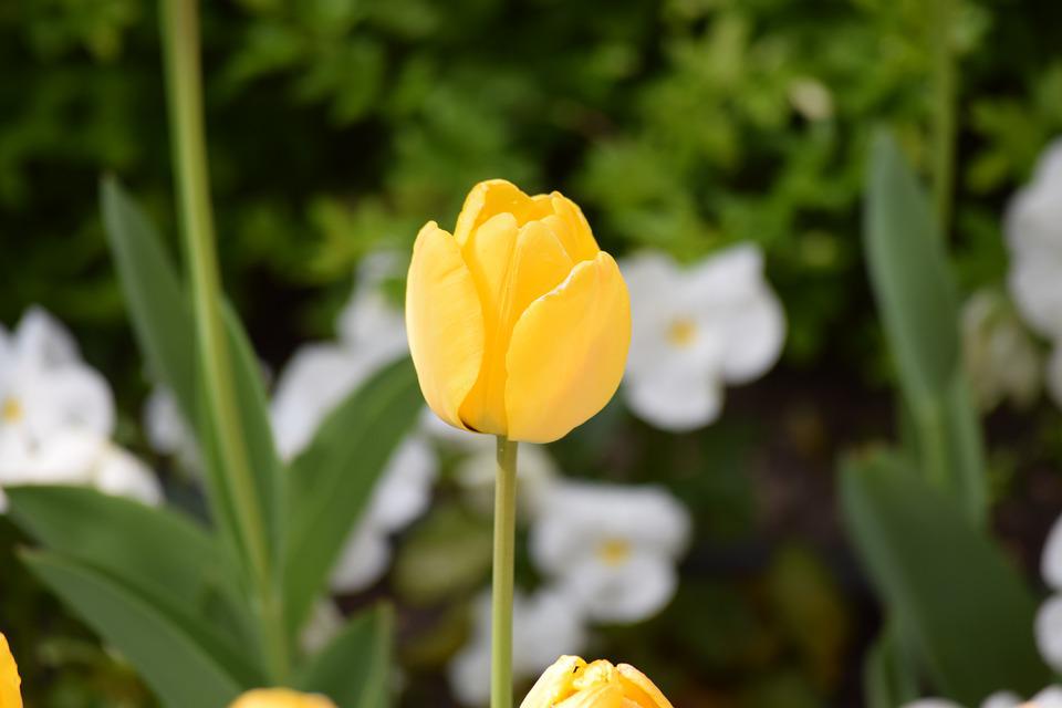 Detail Gambar Bunga Tulip Warna Kuning Koleksi Nomer 2