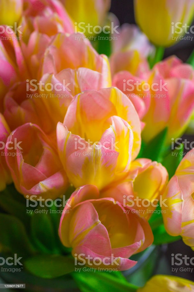 Detail Gambar Bunga Tulip Warna Kuning Koleksi Nomer 34