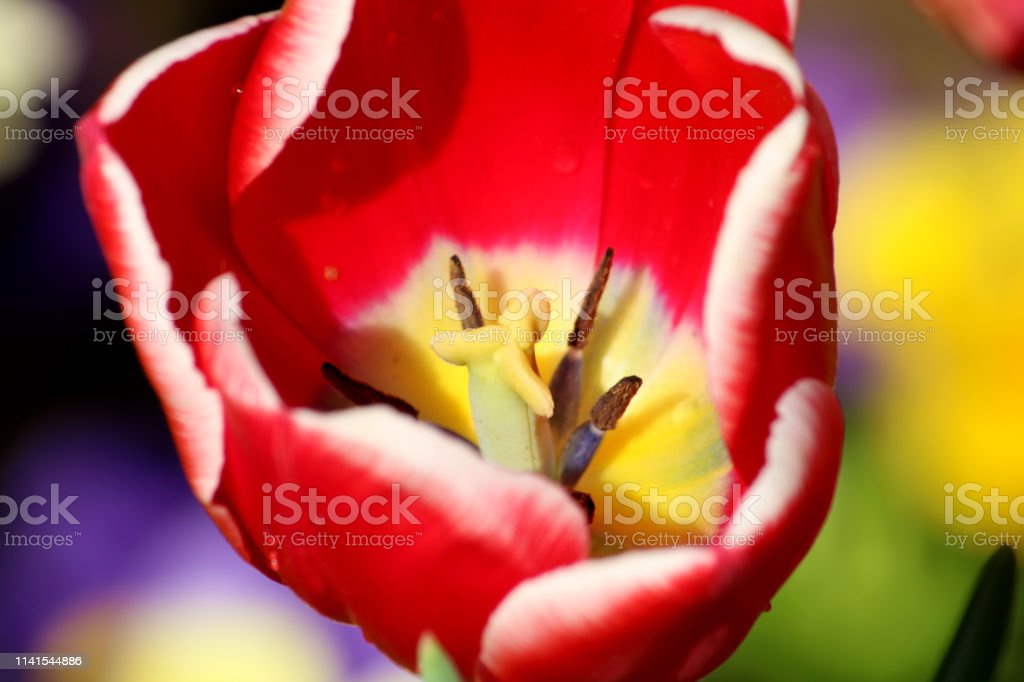 Detail Gambar Bunga Tulip Warna Kuning Koleksi Nomer 55