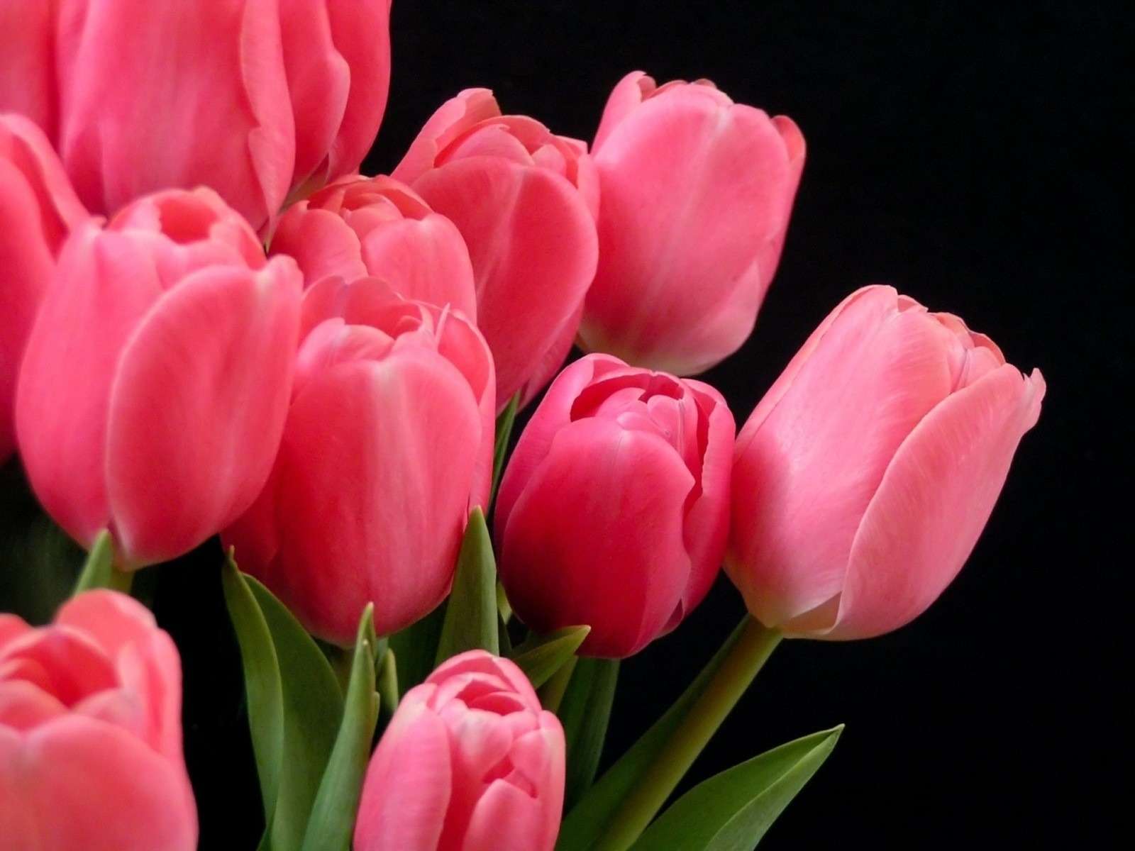 Detail Gambar Bunga Tulip Warna Pink Nomer 11
