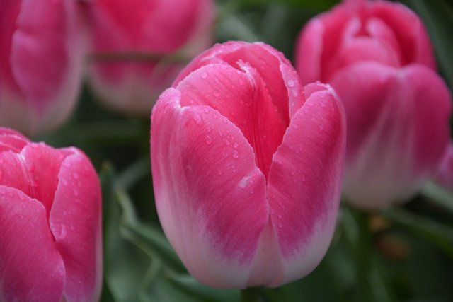 Detail Gambar Bunga Tulip Warna Pink Nomer 12