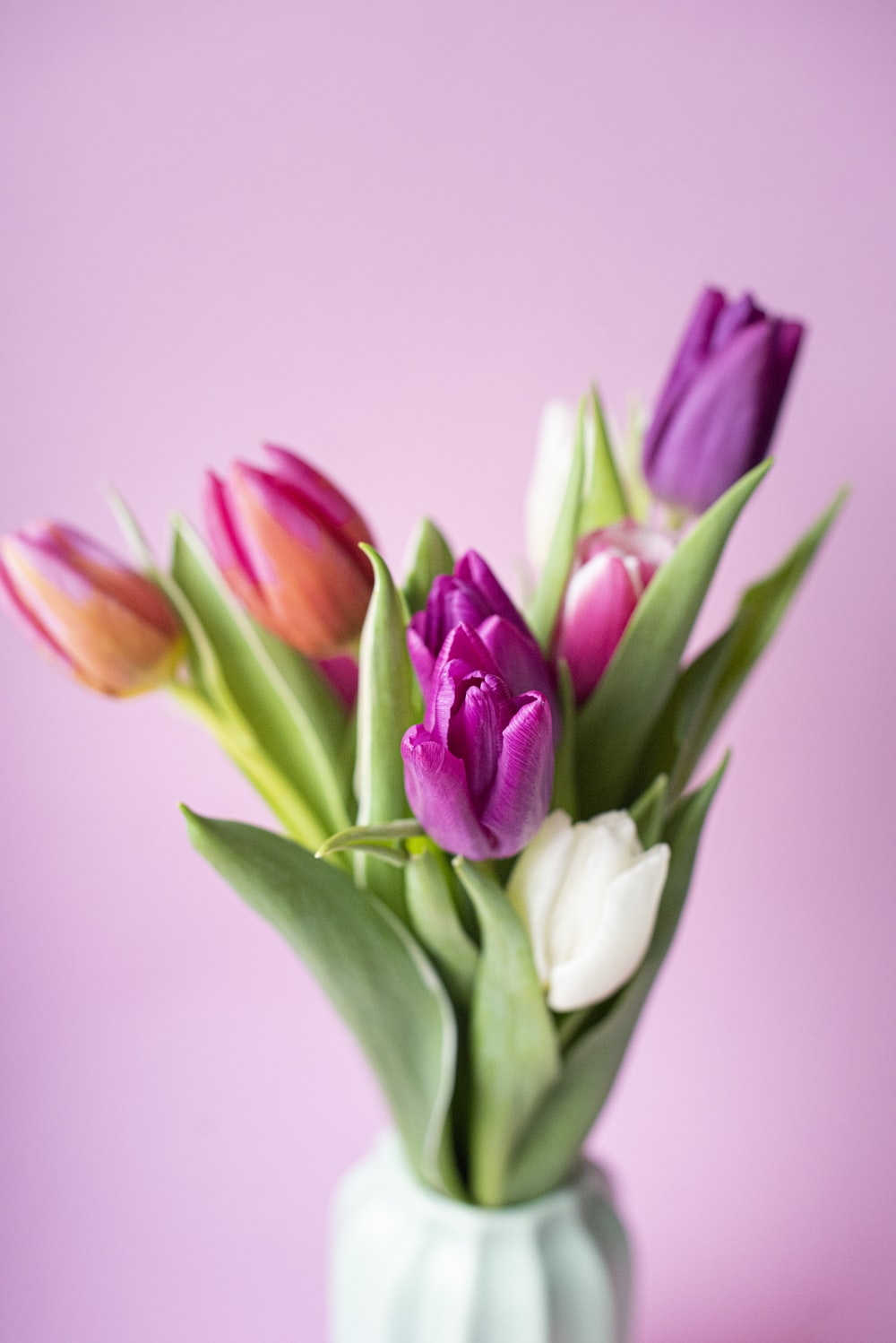 Detail Gambar Bunga Tulip Warna Pink Nomer 29
