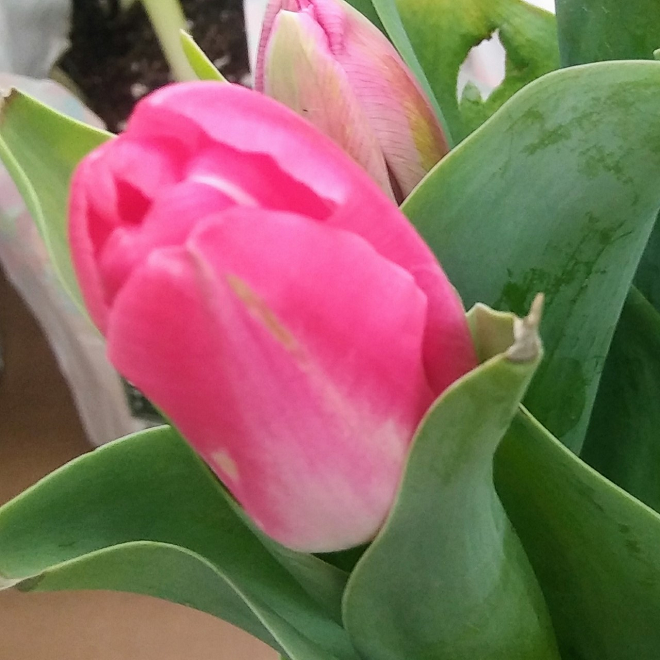 Detail Gambar Bunga Tulip Warna Pink Nomer 43