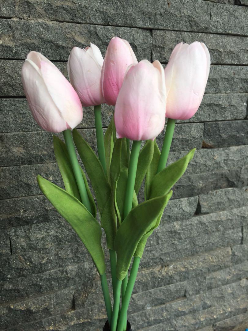 Detail Gambar Bunga Tulip Warna Pink Nomer 44