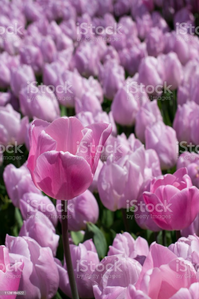 Detail Gambar Bunga Tulip Warna Pink Nomer 57