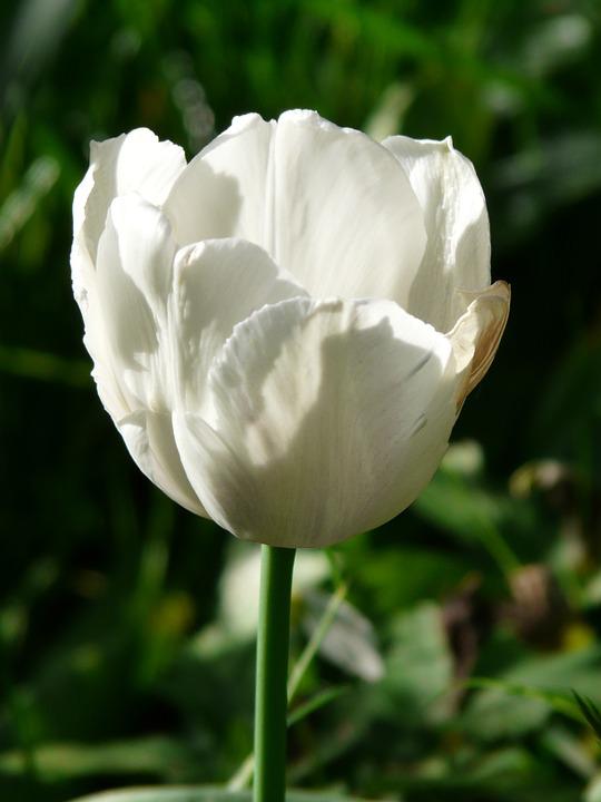 Gambar Bunga Tulip Warna Putih - KibrisPDR