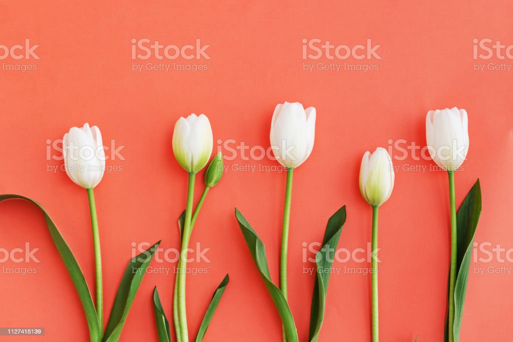 Detail Gambar Bunga Tulip Warna Putih Nomer 14