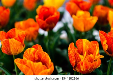 Detail Gambar Bunga Tulip Warna Putih Nomer 43