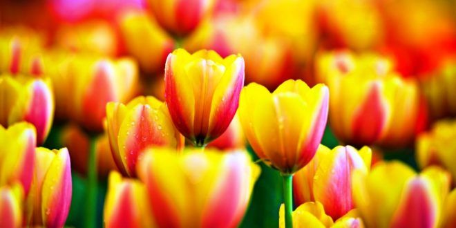 Detail Gambar Bunga Tulip Yang Cantik Nomer 3