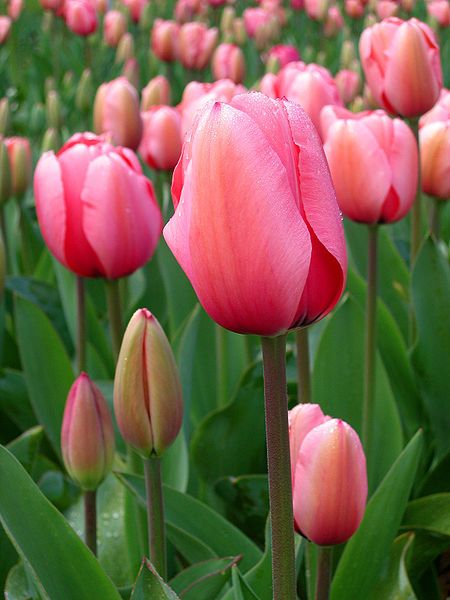 Detail Gambar Bunga Tulip Yang Cantik Nomer 23