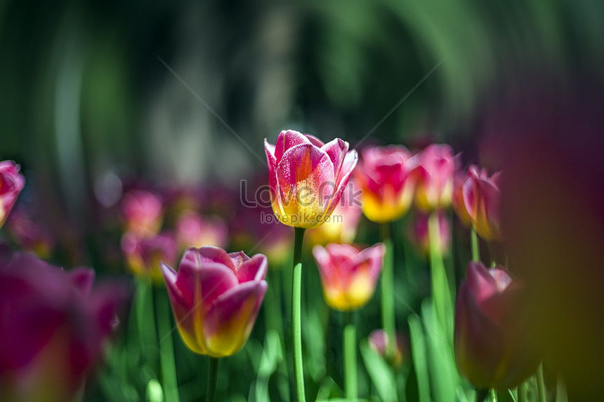 Detail Gambar Bunga Tulip Yang Cantik Nomer 25