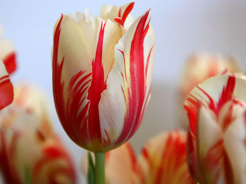 Detail Gambar Bunga Tulip Yang Indah Sekali Nomer 11