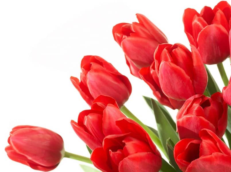 Detail Gambar Bunga Tulip Yang Indah Sekali Nomer 15