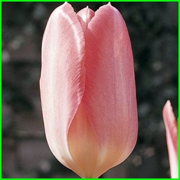 Detail Gambar Bunga Tulip Yang Indah Sekali Nomer 38