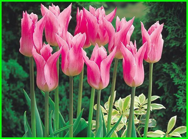 Detail Gambar Bunga Tulip Yang Indah Sekali Nomer 40