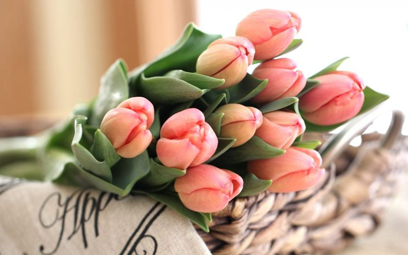 Detail Gambar Bunga Tulip Yang Indah Sekali Nomer 47