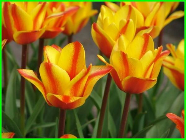 Detail Gambar Bunga Tulip Yang Indah Sekali Nomer 49