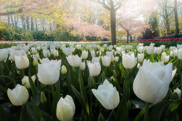 Detail Gambar Bunga Tulip Yang Indah Sekali Nomer 8