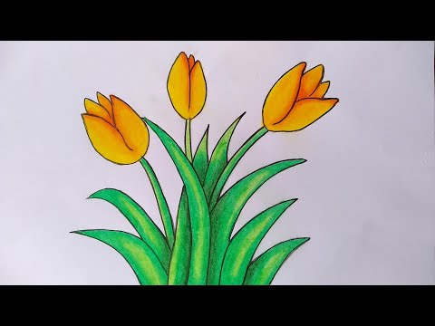 Detail Gambar Bunga Tulip Yang Mudah Nomer 26