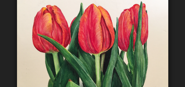 Detail Gambar Bunga Tulip Yang Mudah Nomer 37