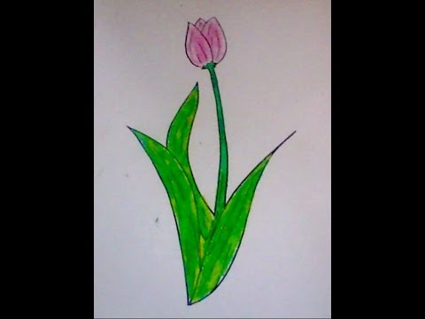 Detail Gambar Bunga Tulip Yang Mudah Nomer 6