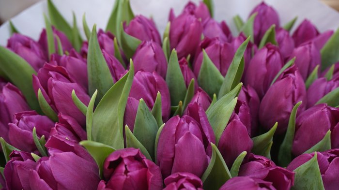 Detail Gambar Bunga Tulip Yang Mudah Nomer 49