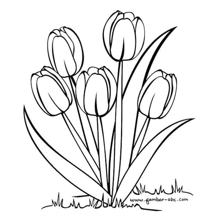 Detail Gambar Bunga Tulip Yang Mudah Digambar Nomer 3