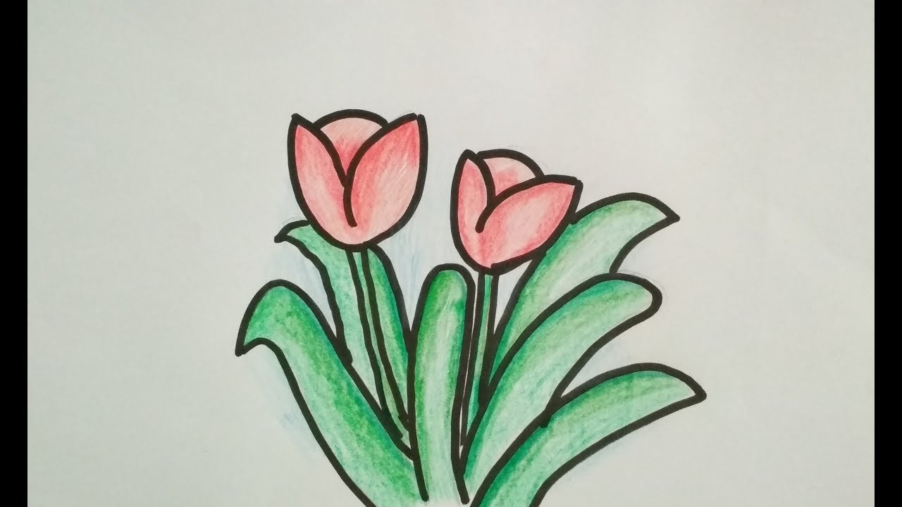 Detail Gambar Bunga Tulip Yang Mudah Digambar Nomer 24