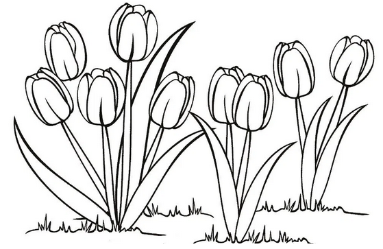 Detail Gambar Bunga Tulip Yang Mudah Digambar Nomer 27