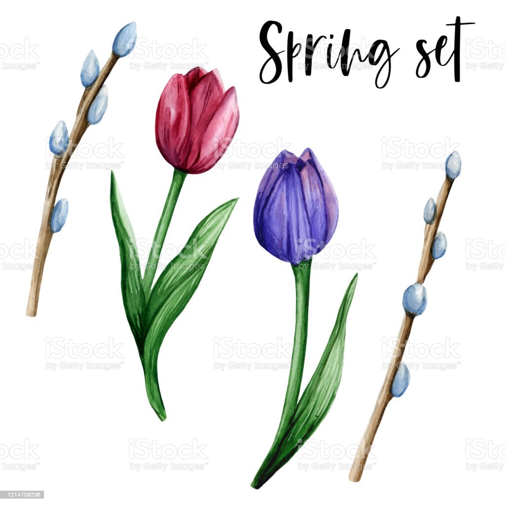 Detail Gambar Bunga Tulip Yang Mudah Digambar Nomer 36