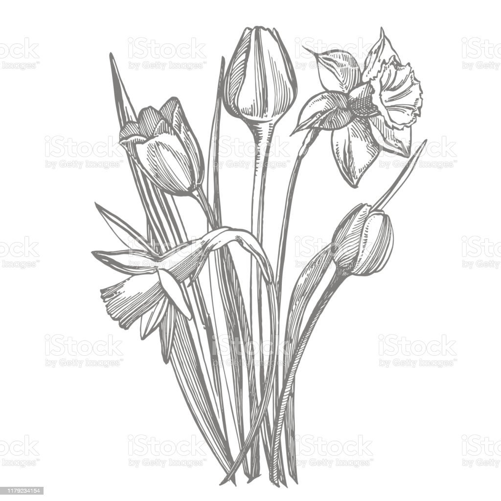 Detail Gambar Bunga Tulip Yang Mudah Digambar Nomer 37