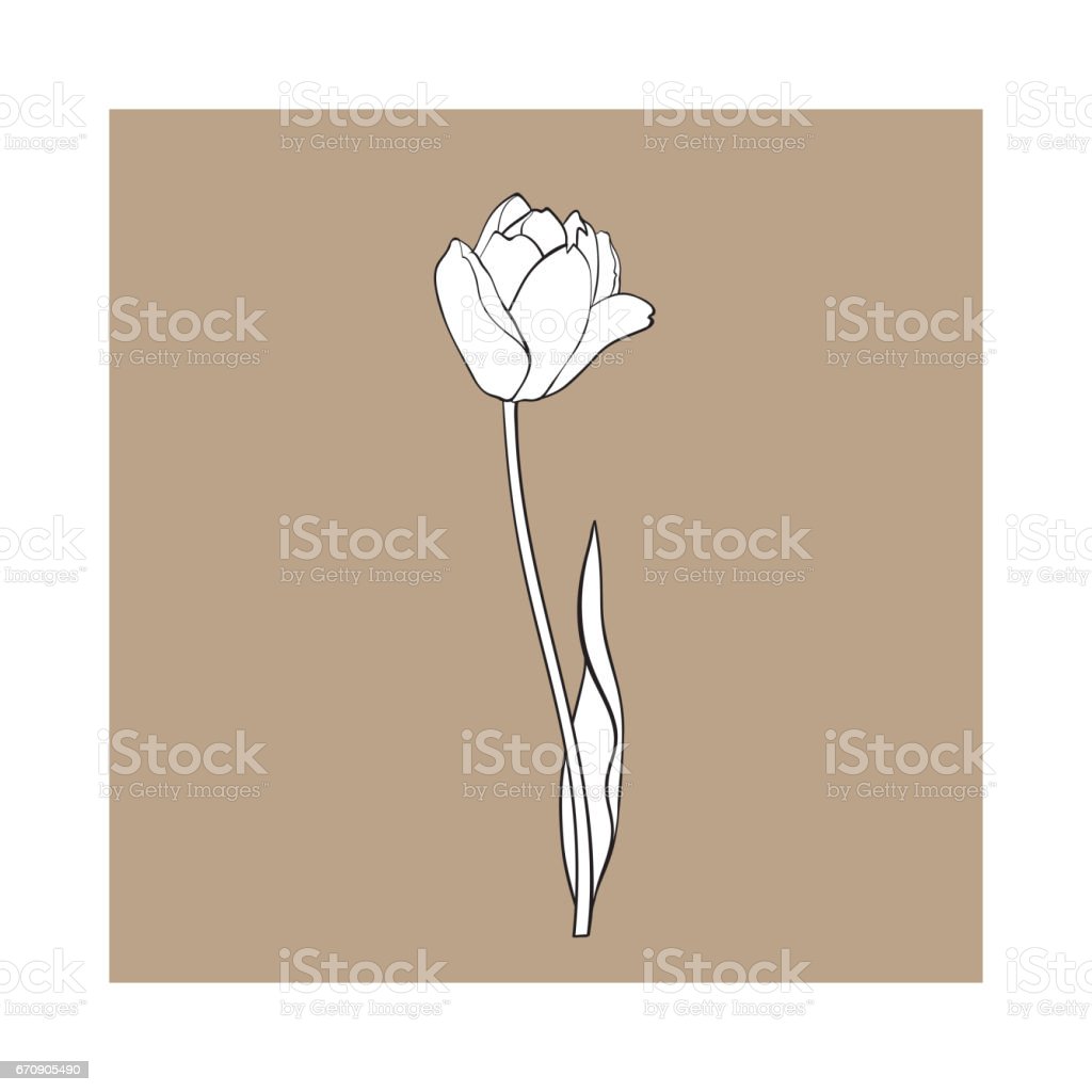 Detail Gambar Bunga Tulip Yang Mudah Digambar Nomer 43