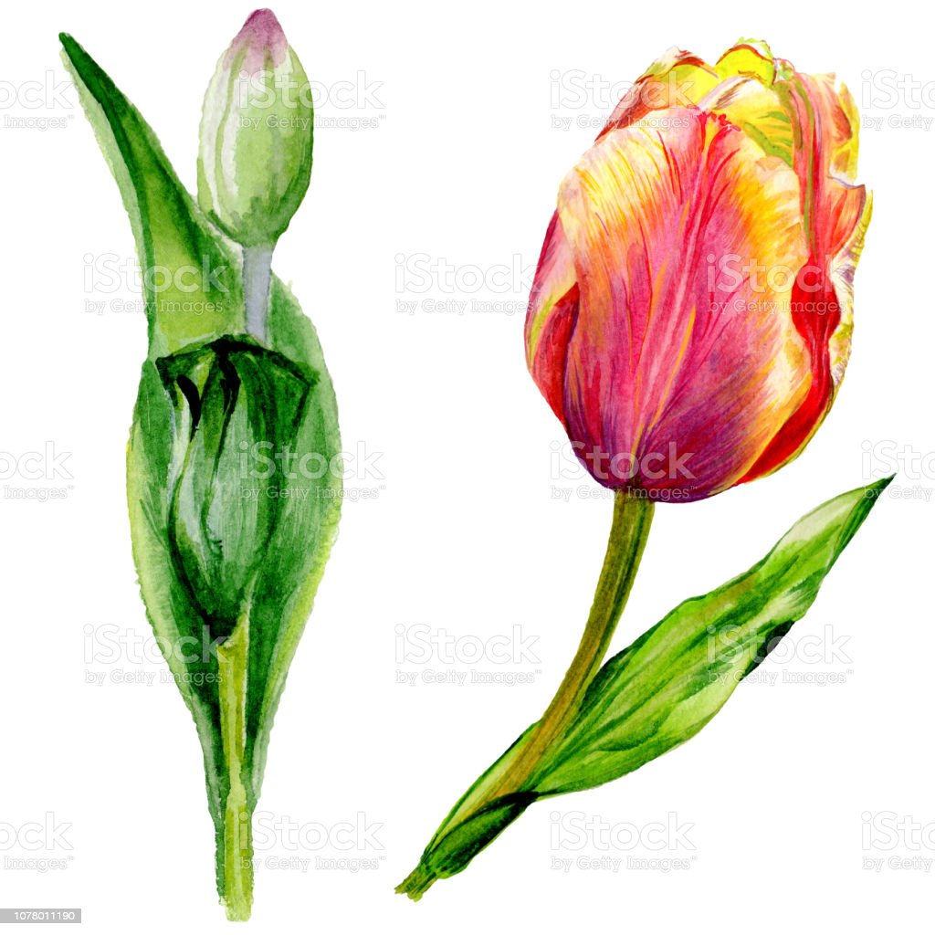 Detail Gambar Bunga Tulip Yang Mudah Digambar Nomer 50