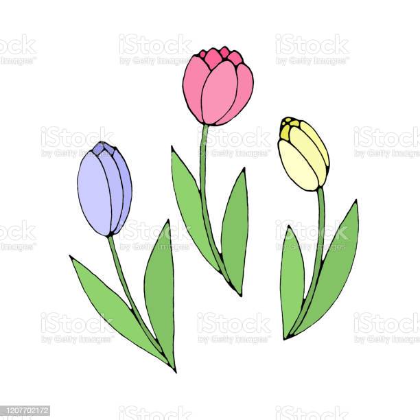 Detail Gambar Bunga Tulip Yang Mudah Digambar Nomer 52