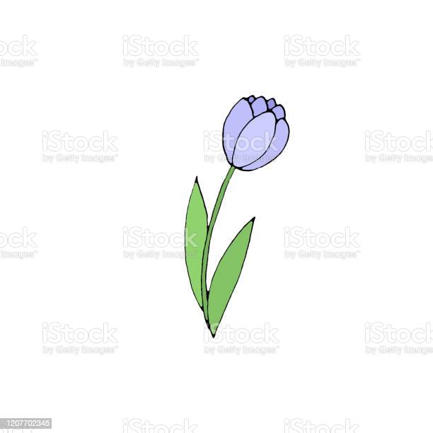 Detail Gambar Bunga Tulip Yang Mudah Digambar Nomer 54