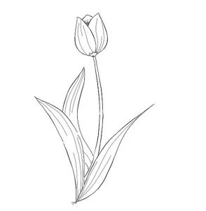 Detail Gambar Bunga Tulip Yang Mudah Digambar Nomer 58