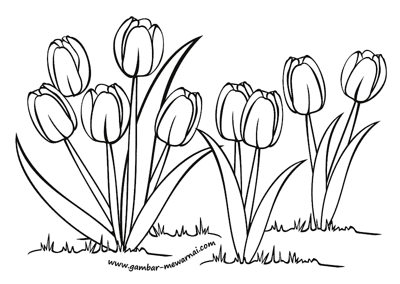 Detail Gambar Bunga Tulip Yang Sudah Diwarnai Nomer 4